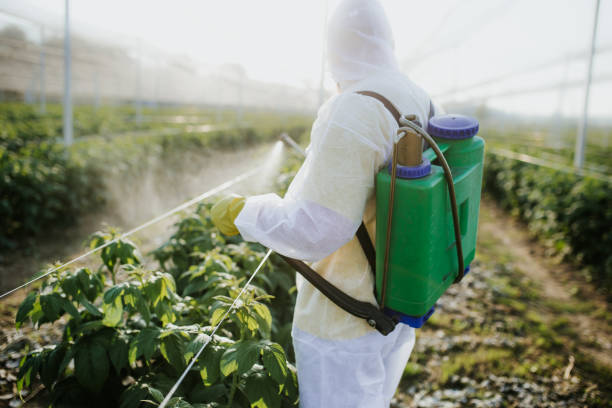 Wasp Removal Services in Edison, GA